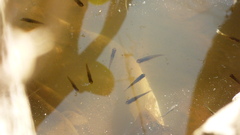 Cnesterodon decemmaculatus