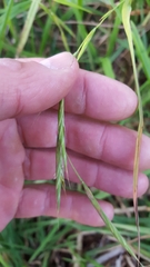 Brachypodium flexum