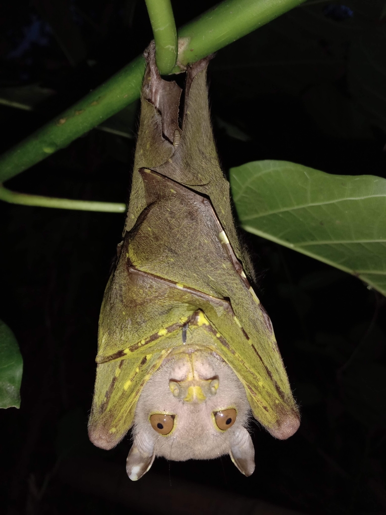 Pallas's Tube-Nosed Fruit Bat