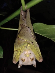 Pallas's Tube-Nosed Fruit Bat photo 1
