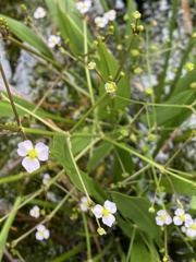 Alisma lanceolatum