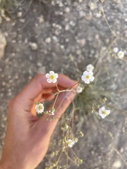 Ivesia santolinoides