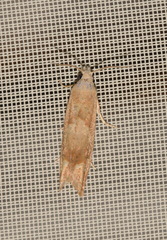 Eucosma conterminana