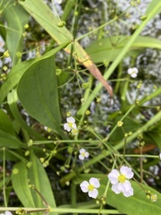 Alisma lanceolatum