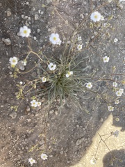 Ivesia santolinoides