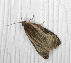 Olethreutes quadrifidum