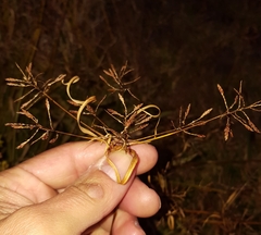 Cyperus intactus