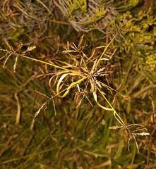 Cyperus intactus