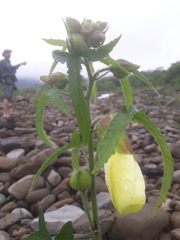 Abelmoschus moschatus