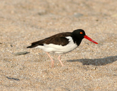 Haematopus palliatus
