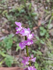 Aerides