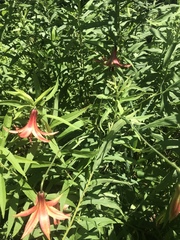 Lilium canadense