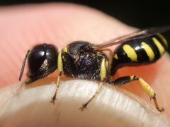 Ectemnius lapidarius