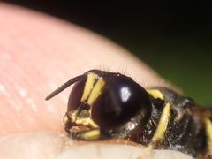 Ectemnius lapidarius