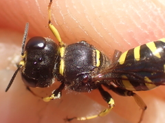 Ectemnius lapidarius