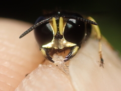 Ectemnius lapidarius