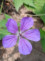 Geranium wallichianum