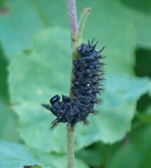 Hemileuca eglanterina