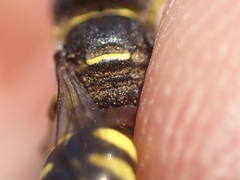 Ectemnius lapidarius