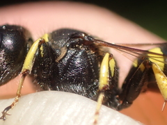 Ectemnius lapidarius