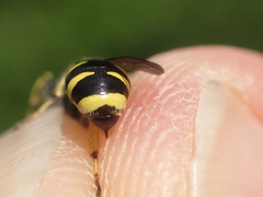Ectemnius lapidarius