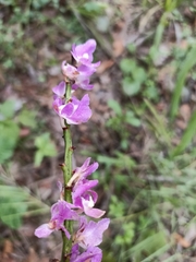 Aerides