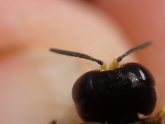 Ectemnius lapidarius