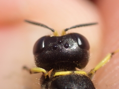 Ectemnius lapidarius