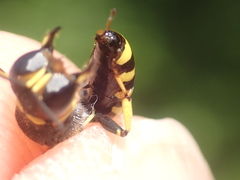 Ectemnius lapidarius