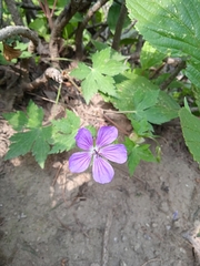 Geranium wallichianum