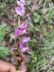 Aerides