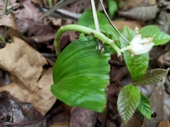 Eulophia diffusiflora