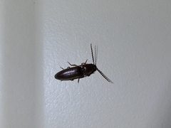 Diplostethus texanus