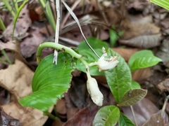 Eulophia diffusiflora