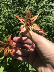 Lilium canadense