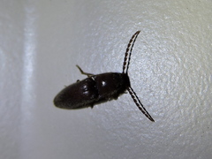 Diplostethus texanus