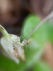 Eulophia diffusiflora
