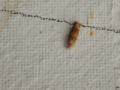 Eucosma conterminana