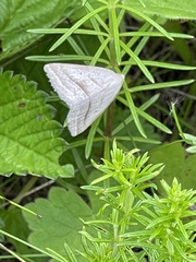 Petrophora chlorosata