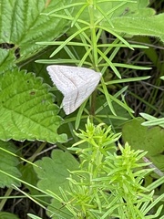 Petrophora chlorosata
