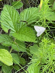 Petrophora chlorosata