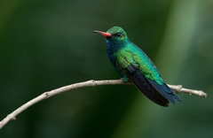 Chlorostilbon lucidus