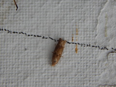 Eucosma conterminana