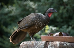 Penelope obscura