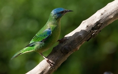 Dacnis cayana