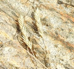 Festuca indigesta