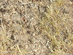 Festuca indigesta