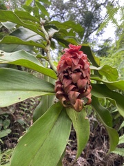 Costus lima
