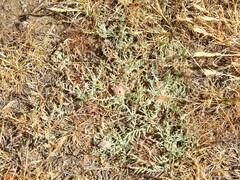 Jurinea humilis