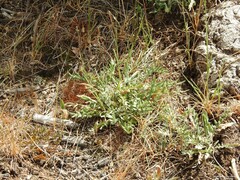 Jurinea humilis